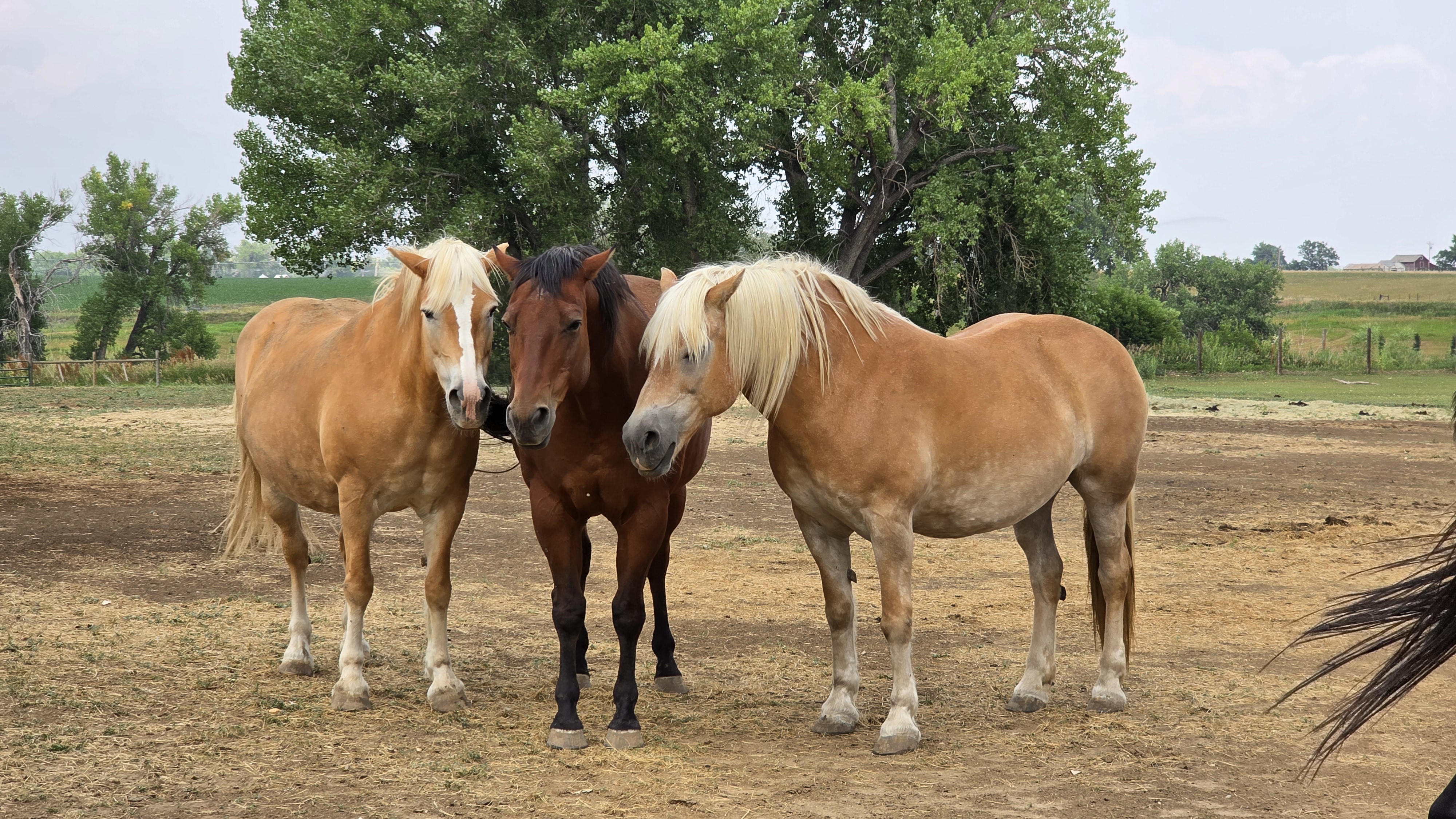 The therapy horses