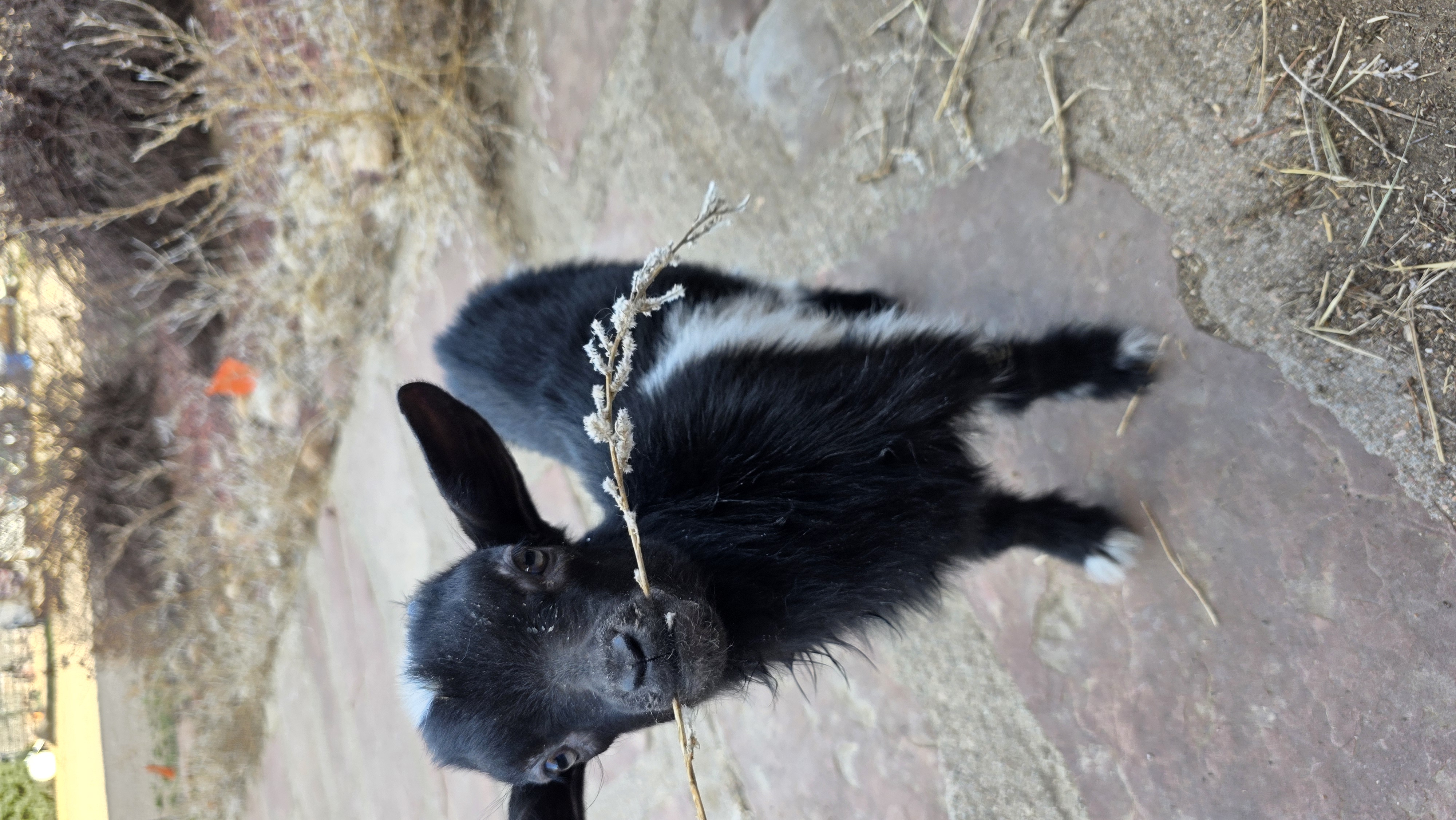 A friendly goat at the farm