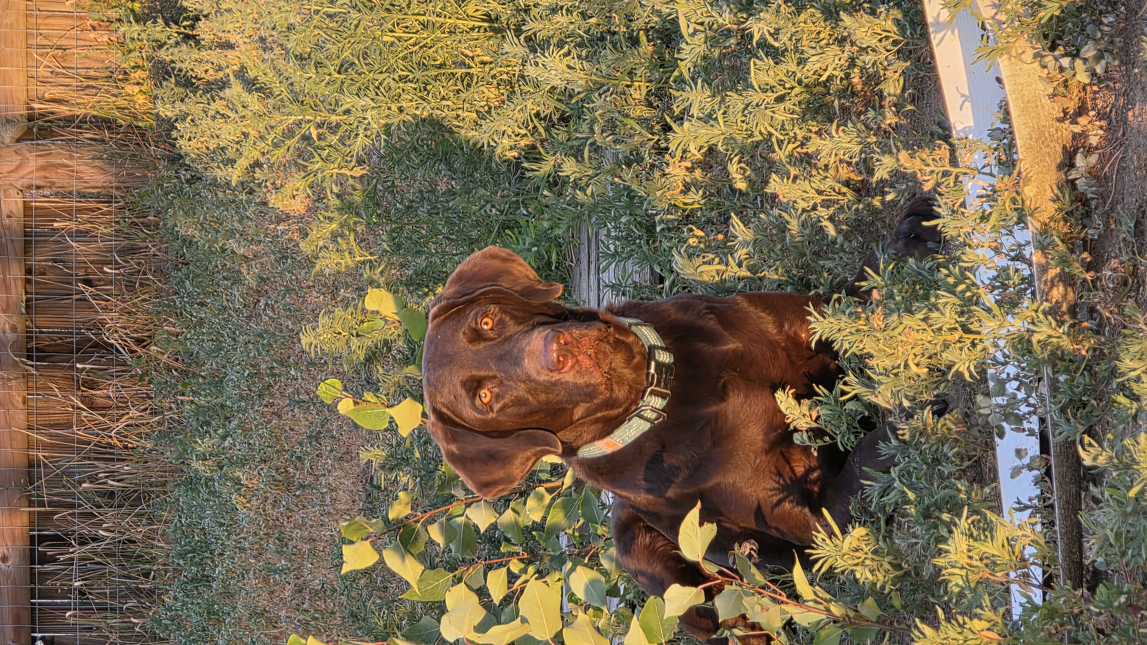 The farm dog