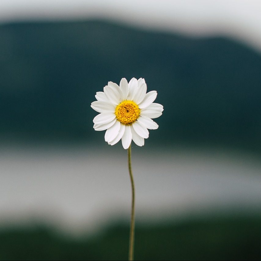 Counseling for Autism